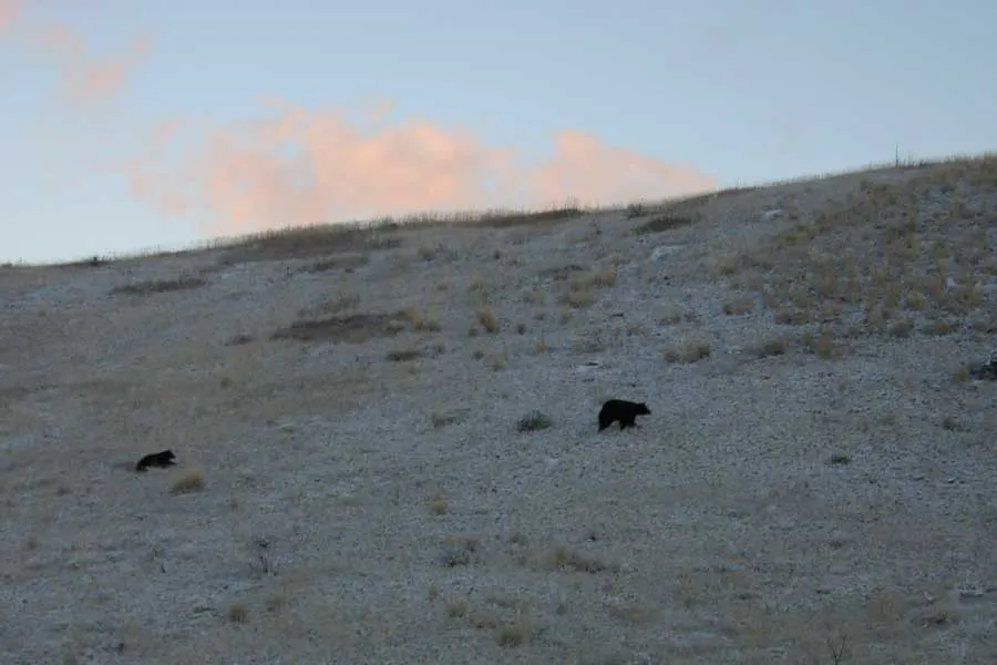 Montana Fishing Guides, Montana Angler
