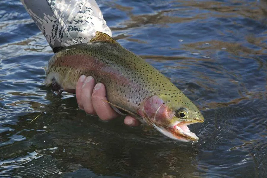 DePuy Spring Creek