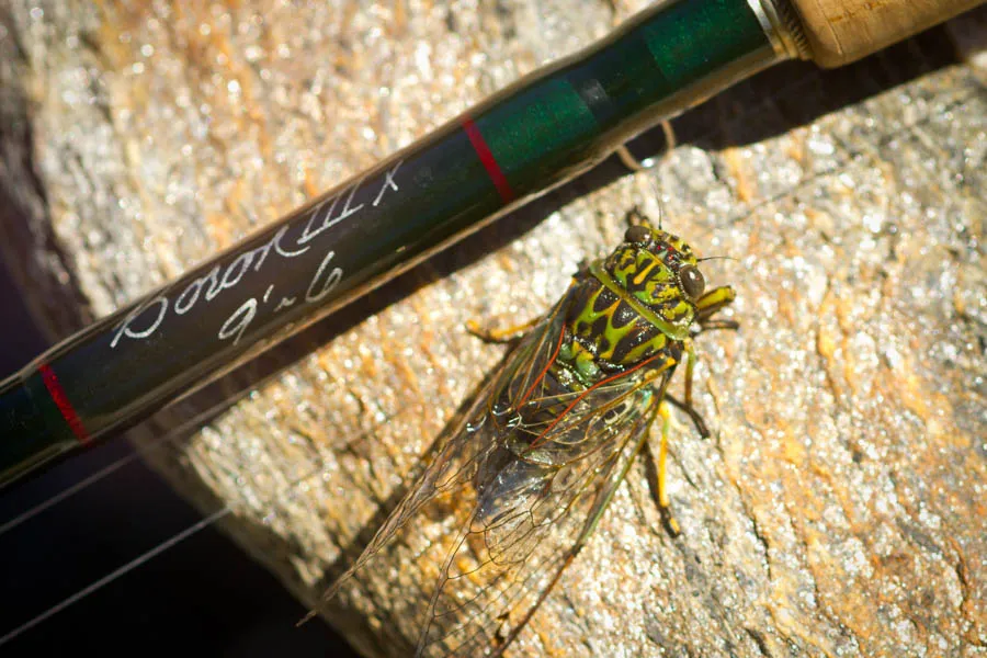 new zealand cicada hatch