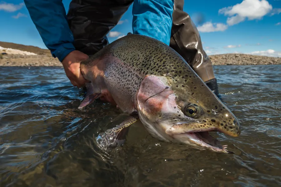 big river bow