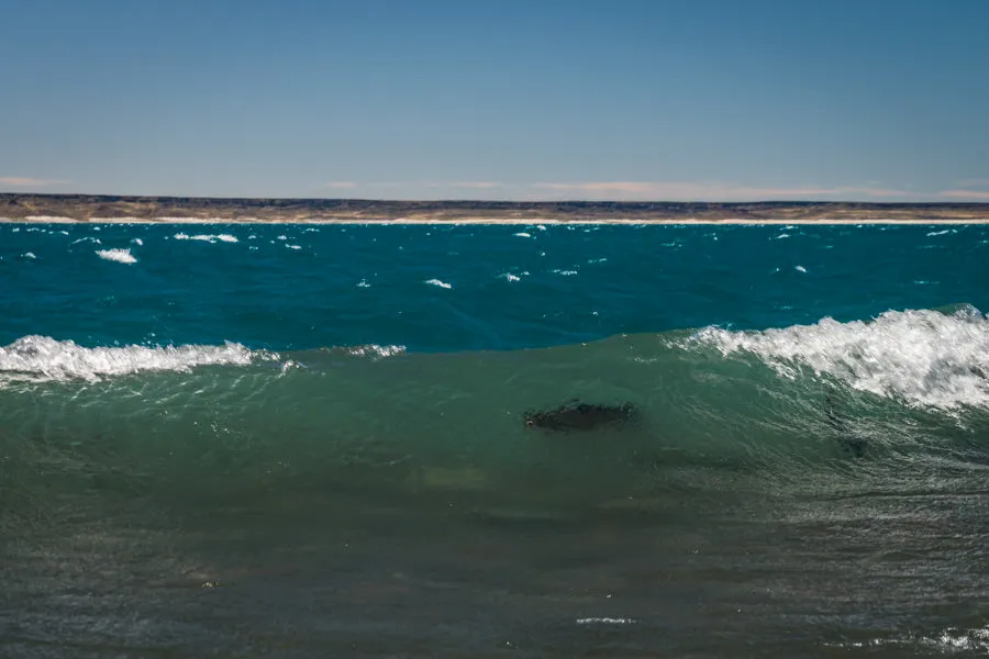huge fish