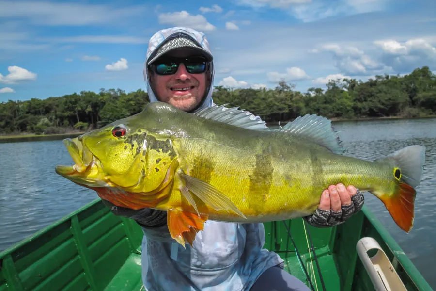 peacock bass
