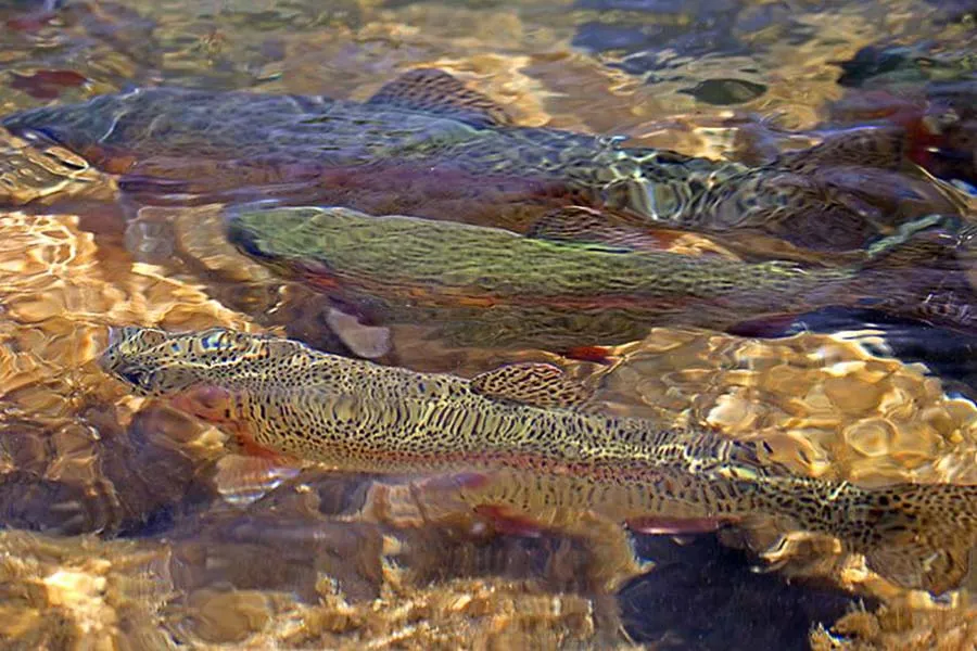 Fly Fishing in YNP