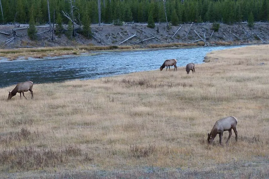 Fishing Yellowstone Park