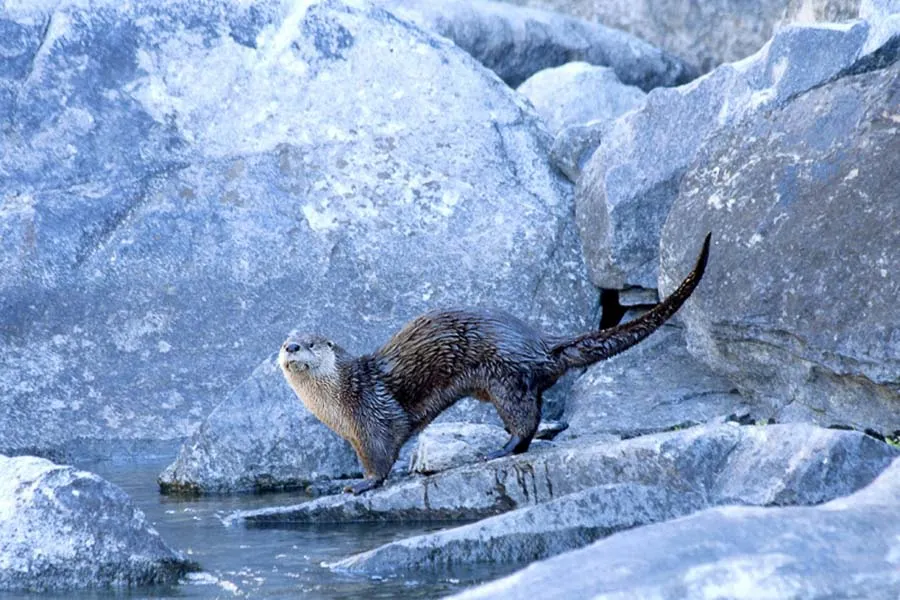 Montana Fly Fishing, Montana Angler