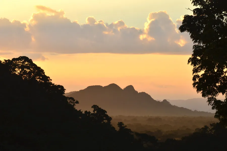 The Belize jungle at sunset