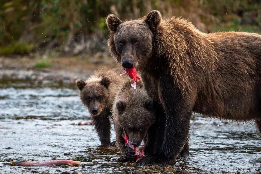 Alaska brown bears