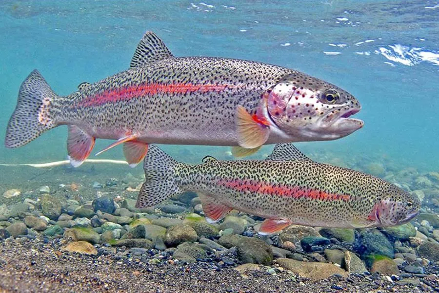 Montana Fly Fishing Trips