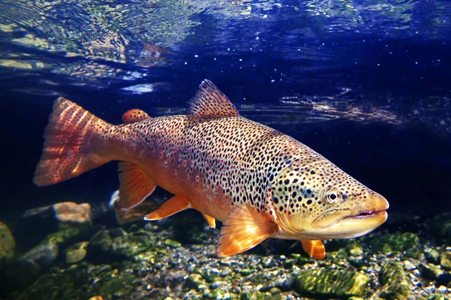 Montana Angler Fishing Destinations