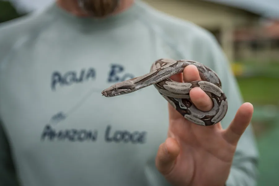 Boa Constrictor