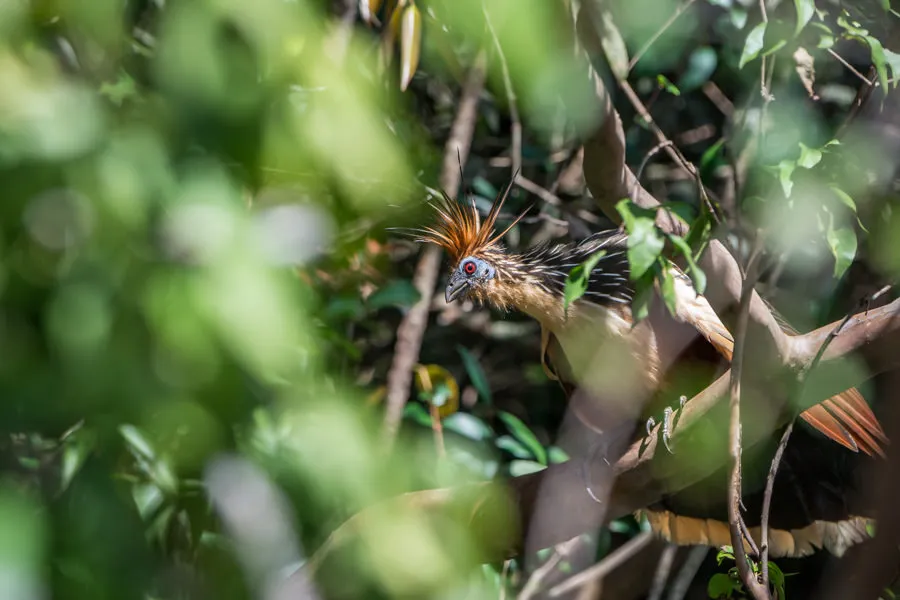 strange jungle bird