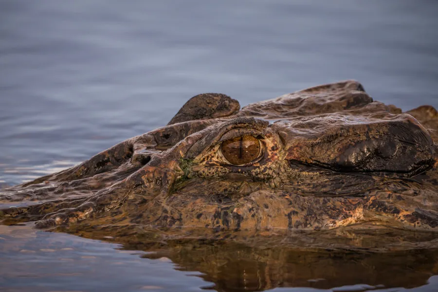 Big cayman