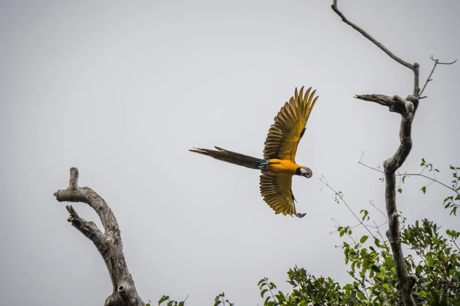 mccaw amazon