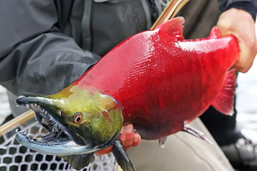 Montana Angler Fishing Trips