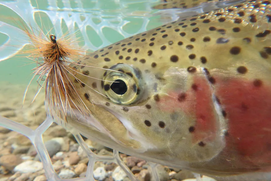 Alaska fly fishing