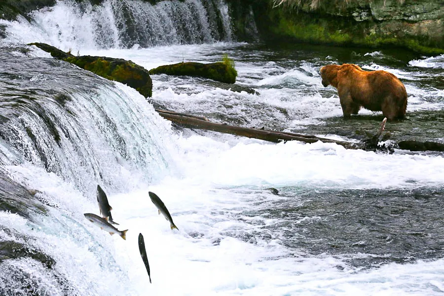 Brooks River Alaska