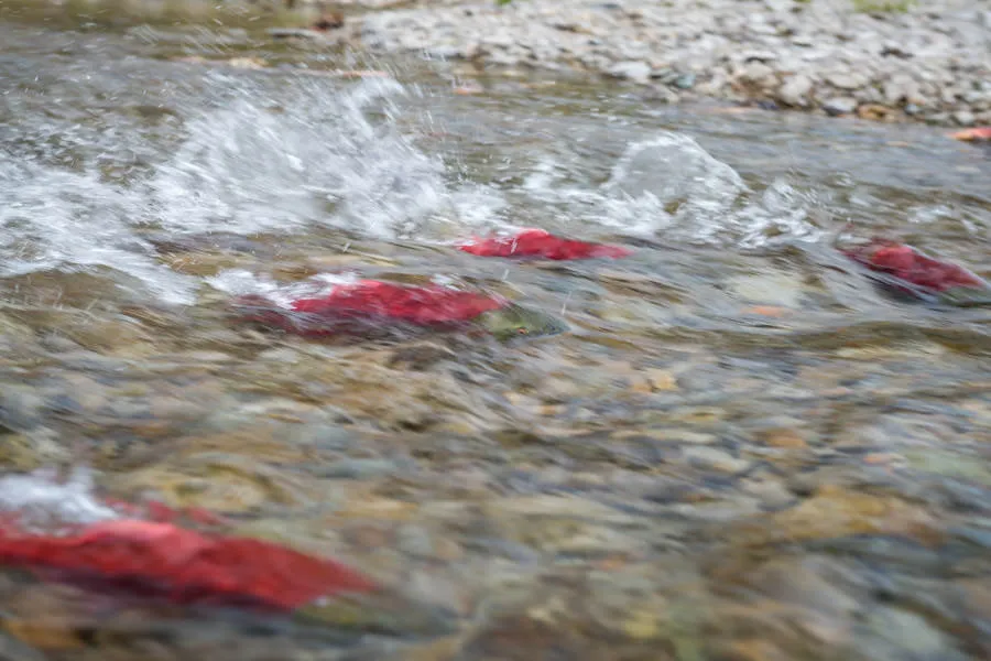 Sockeye Salmon