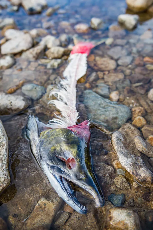 dead salmon