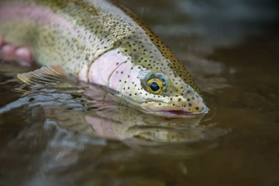 Rainbow Trout Alaska