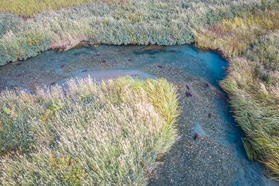 Kvichak River