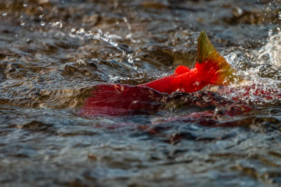 salmon