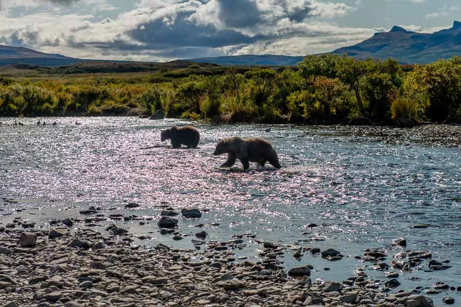 brown bears
