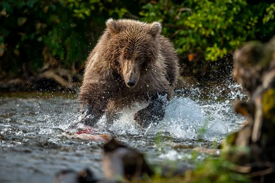 Big Bear in Alaska