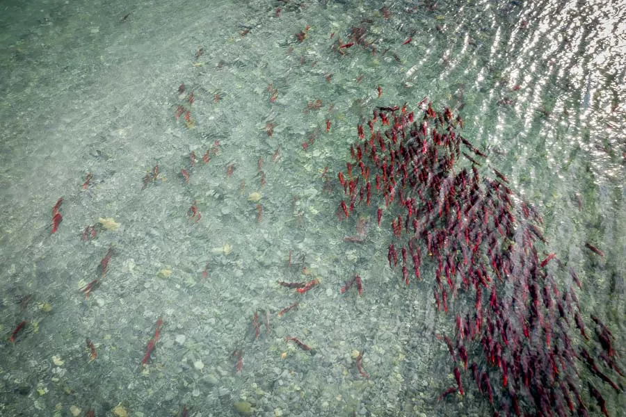 Sockeye Salmon
