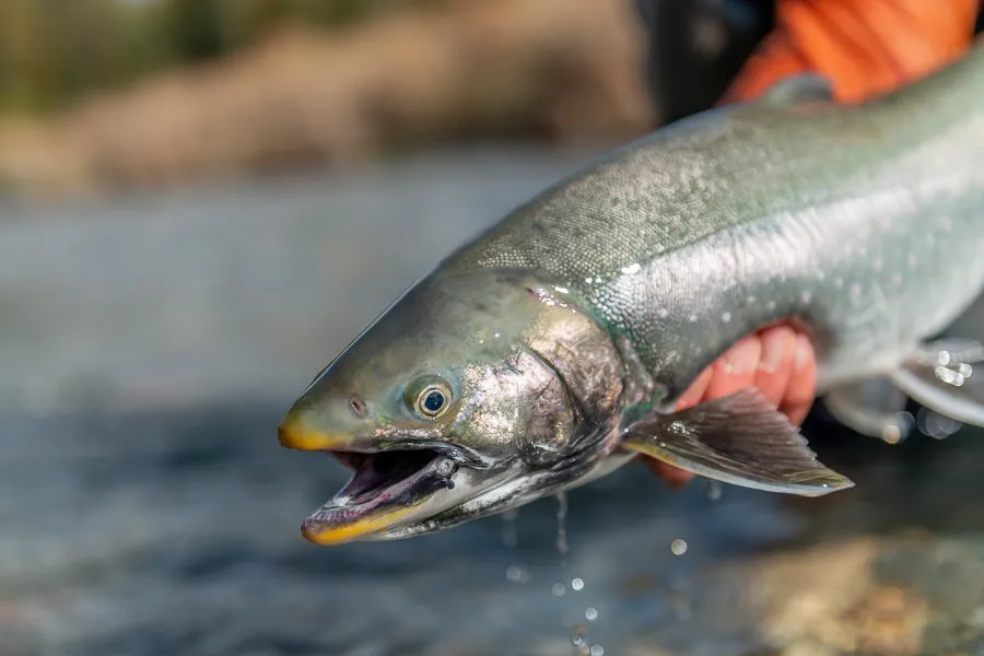 Dolly Varden