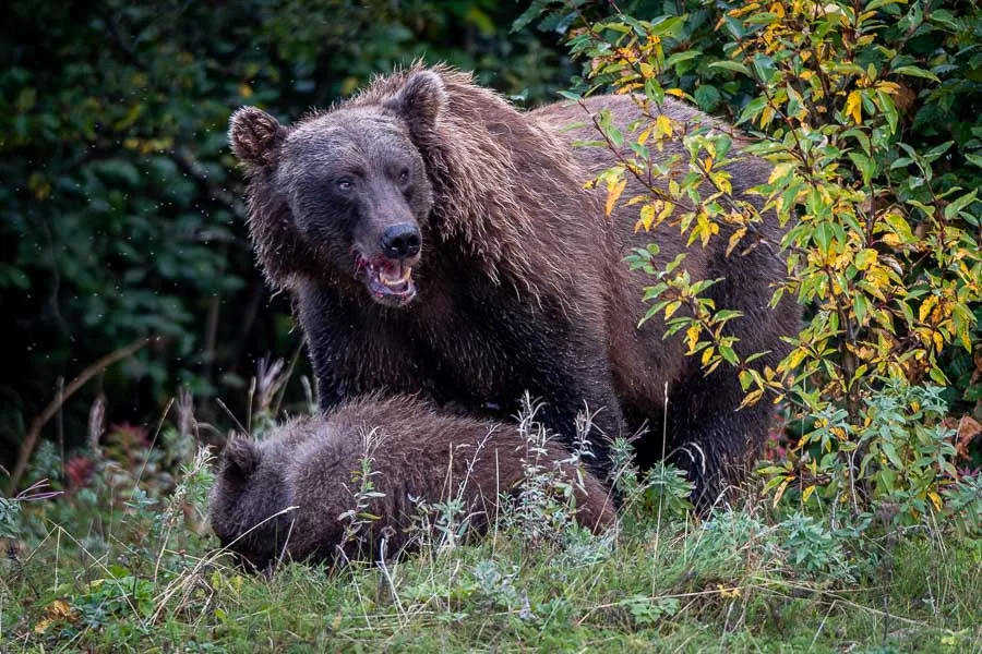 Mama Bear