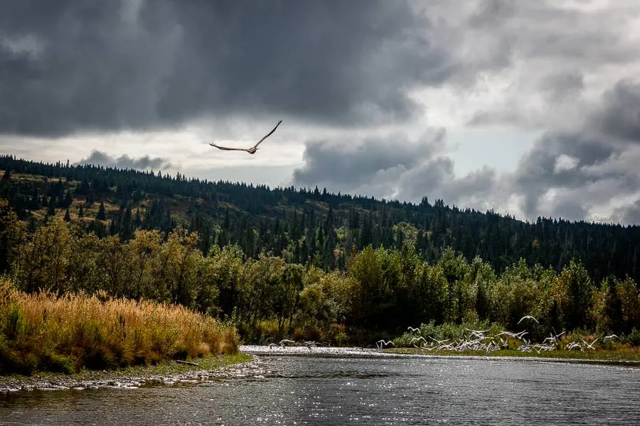 Eagle flying
