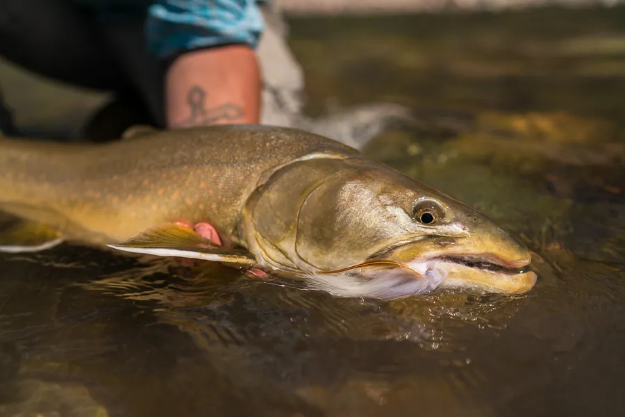 Bob Marshall Wilderness Bull Trout