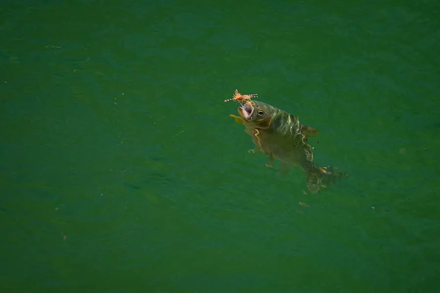 South Fork Flathead Cutthroat Dry Fly Fishing