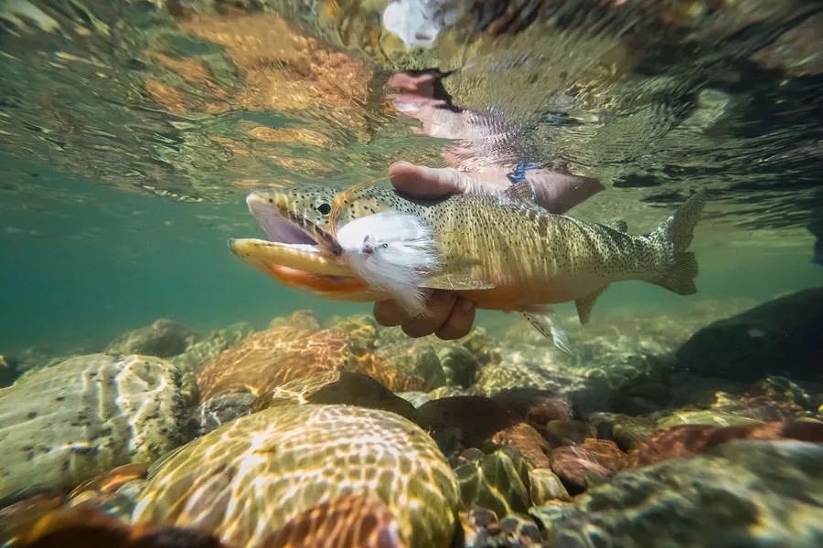 South Fork Flat Head Cut Throat fly fishing