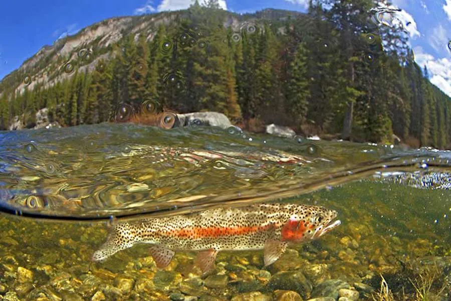 Gallatin River fly fishing trips