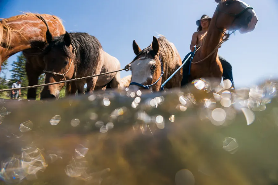 horses