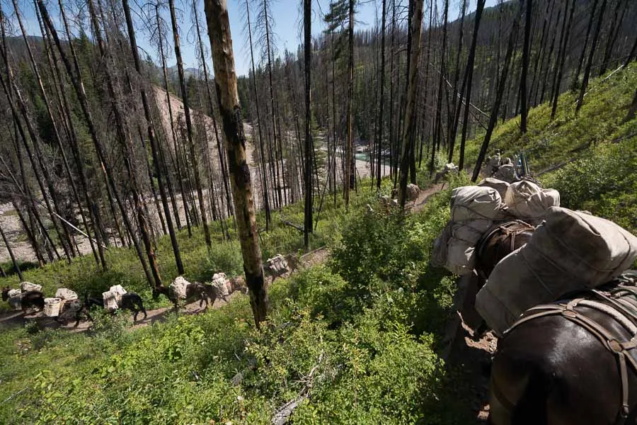 horse pack Montana
