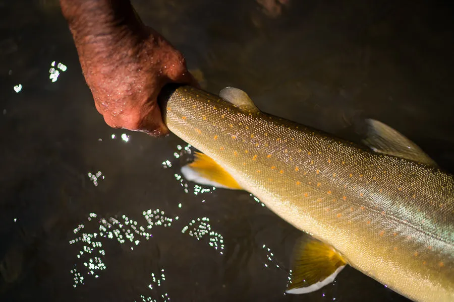 catch and release