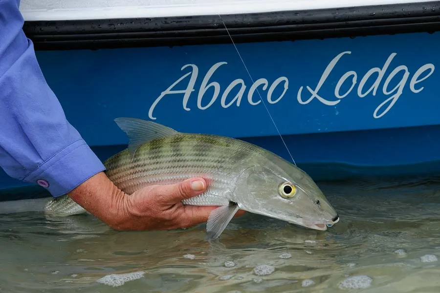 Montana Angler International Fly Fishing Trips
