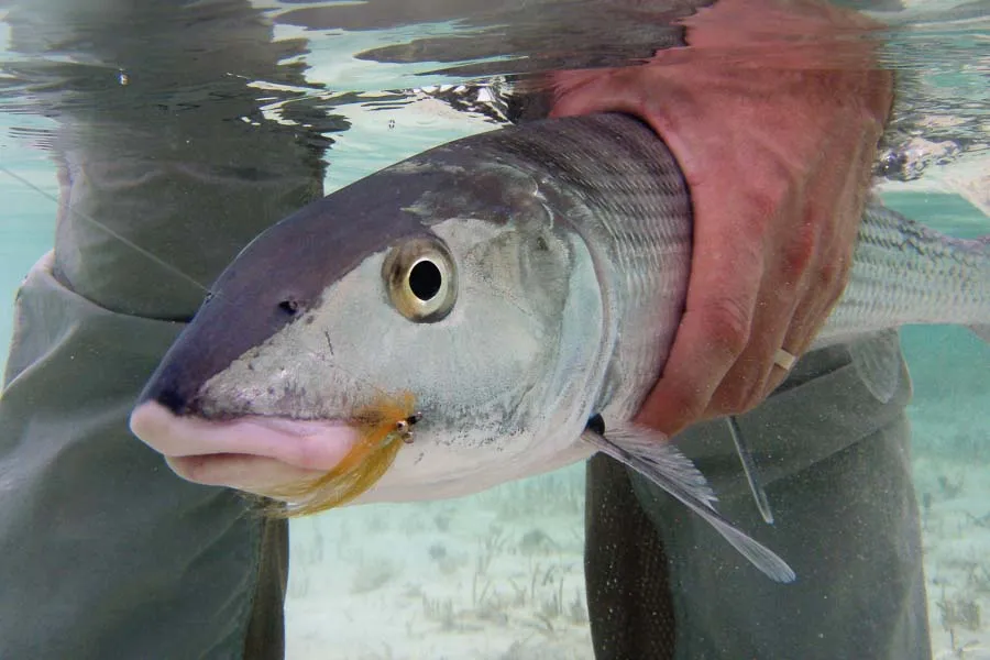 Montana Angler Bahamas Fishing