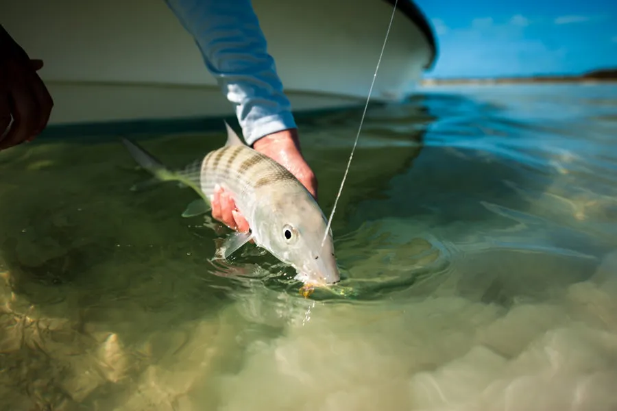 flyfishing for bonefish