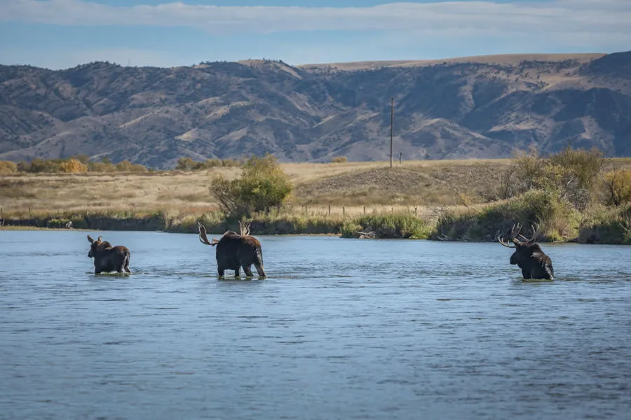 Montana Angler, Montana Fishing Vacations