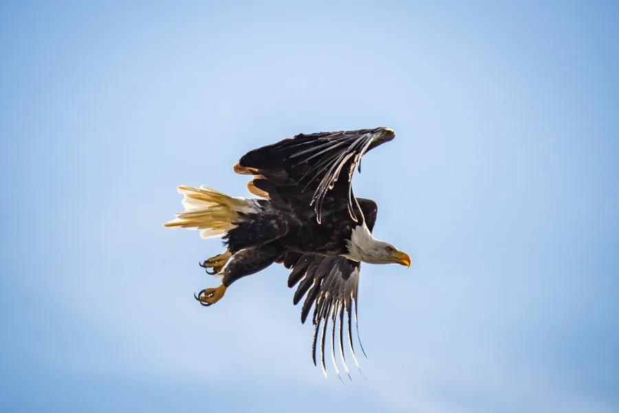 Bald eagle on the prowl for and easy meal "Death from above is a serious concern for all fish, but especially for those fish that swim below the raptor latent skies of Montana."