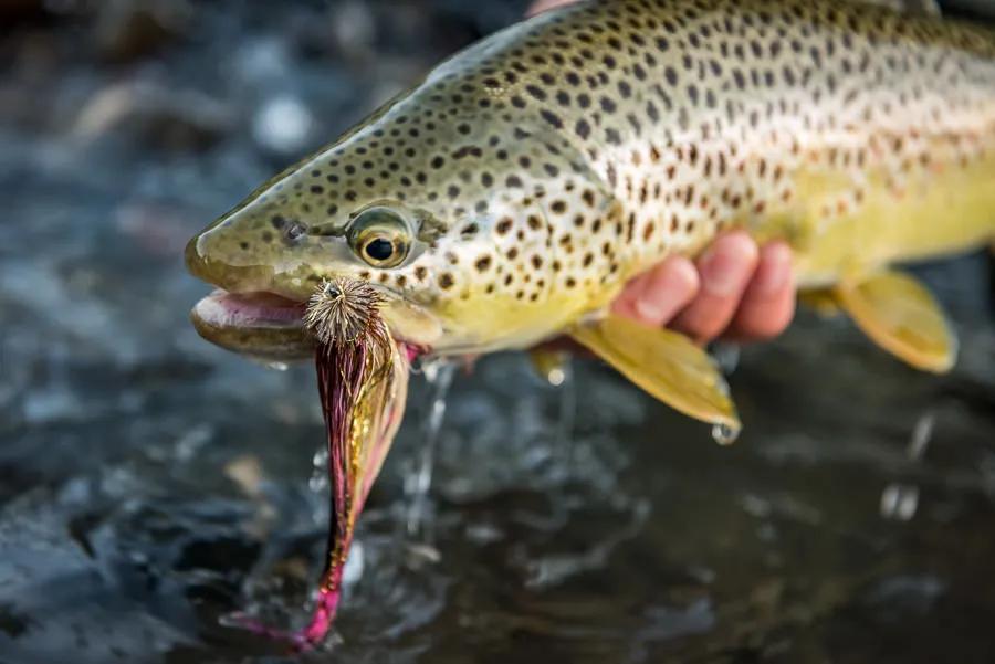The major concern with highwater streamer fishing is color selection. There are a few intricacies to color selection primarily related to lighting conditions and water color.