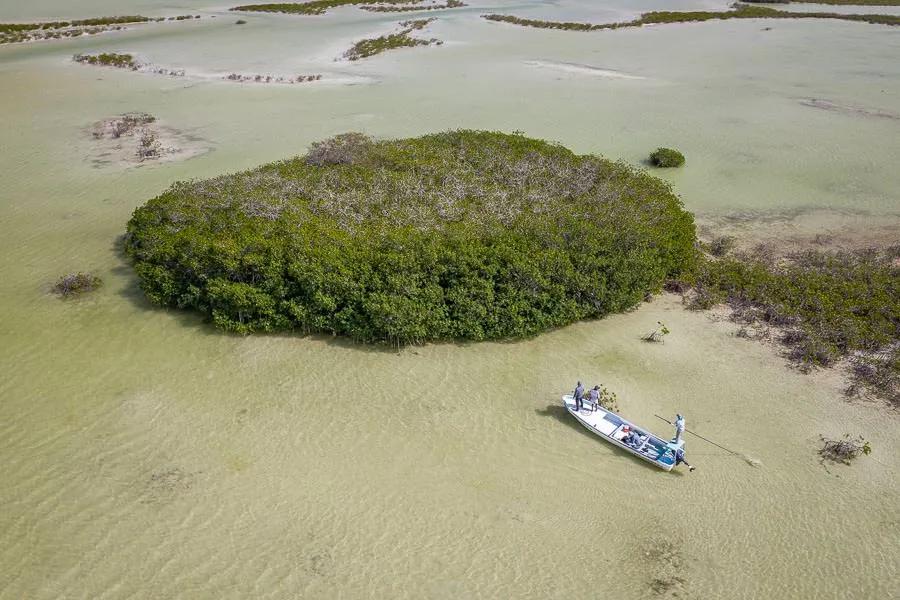 Snook fishing the mangroves requires a well planned cast. Often the snook cruise just inside the root systems. When you spot a fish avoid casting immediately. It is better to search for a gap in the mangrove roots and plan a cast to intercept the fish when it enters the zone that allows your fly to land without snagging roots.