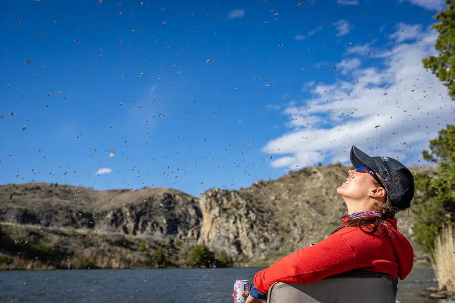 match the hatch dry fly fishing When the sky is filled with caddis you can be sure the trout are eating. When there is a dominate food source you need to be on the water when the emergence occurs and select flies to "match the hatch"