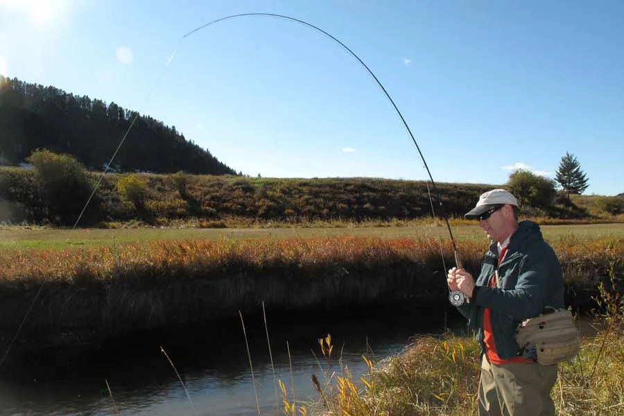 fighting trout