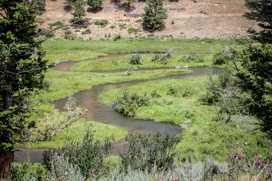 montana trout fishing