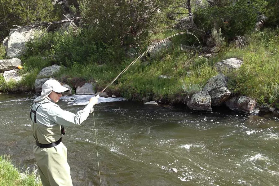 fighting brown trout