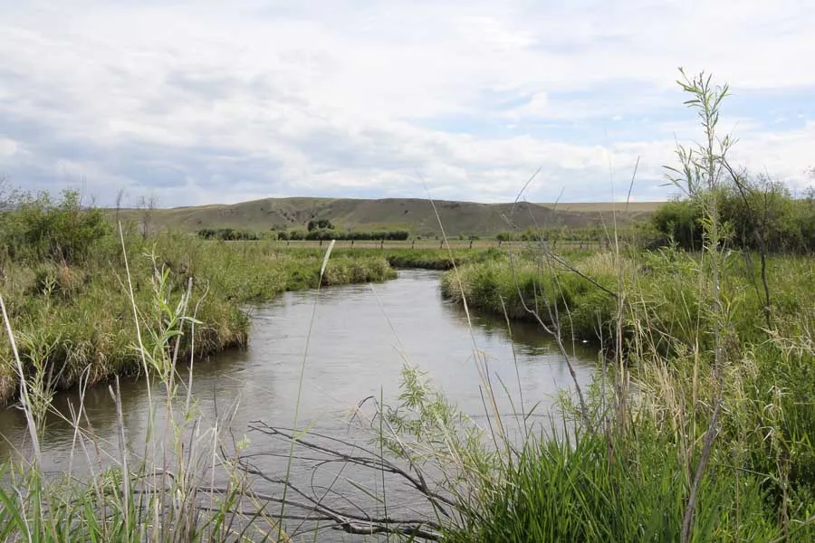 montana fly fishing trips